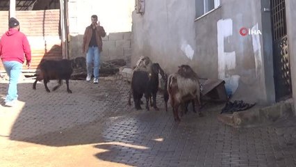 Boynuz kulağı geçti...10 yaşındaki keçinin kulağından boynuz çıktı