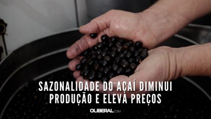 Sazonalidade do açaí diminui produção e eleva preços