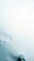 Person Forgets to Shut Truck Door During Snow Storm