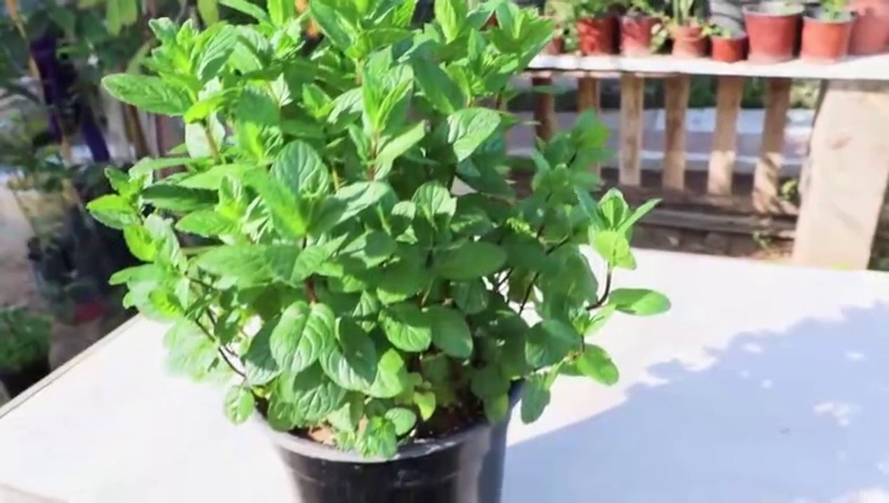 زراعة النعناع من ضمة نعناع في المنزل_ Planting Min
