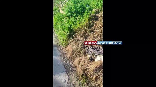 Andria: anche siringhe tra i rifiuti abbandonati a pochi metri di distanza dal liceo scientifico - VIDEO