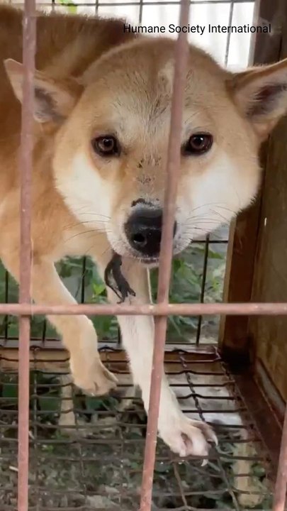 100+ Dogs Rescued From Meat Farm Arrive In Canada