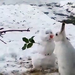 Tavşan kardan adamın burnunu yedi