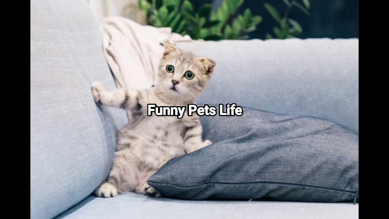 Try not to laugh  || Funny cats and dogs videos 2022