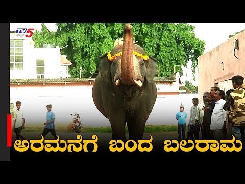ಅರಮನೆಗೆ ಬಂದ ಬಲರಾಮ | Mysore Darasa | Balarama Elephant Mysore | TV5 Kannada
