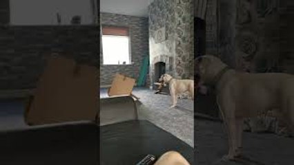 Child Runs Around in Cardboard Box and Bumps into Wall