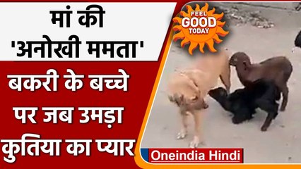 Rajasthan: बकरी के बच्चे पर कुतिया लुटा रही ममता, पिलाया अपना दूध | वनइंडिया हिंदी