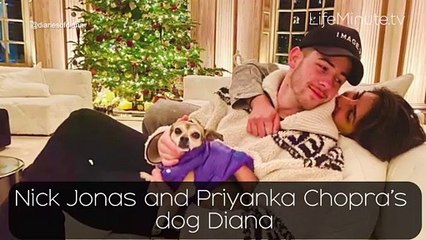 Guess that Celeb Pet