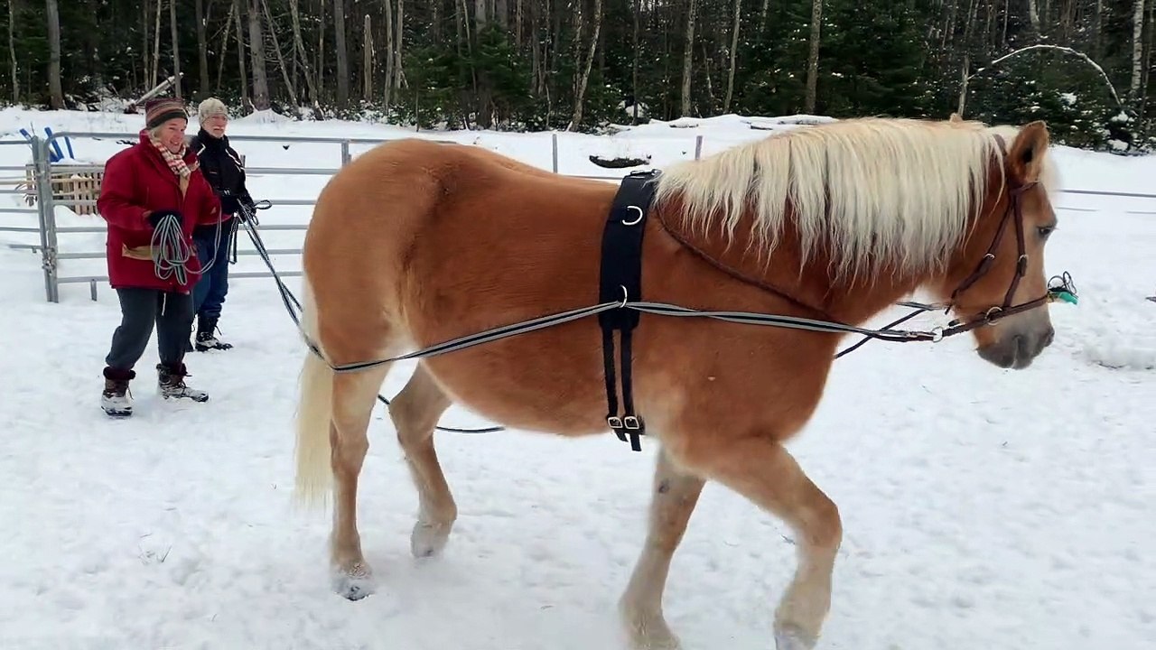 Wasabi - les parents ensemble