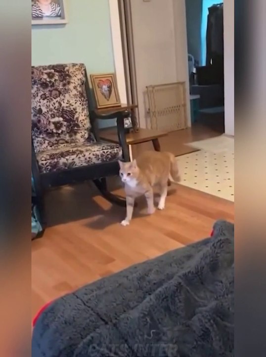 Funny cat moments try not to laugh 2022 | Dont try to stop laughing