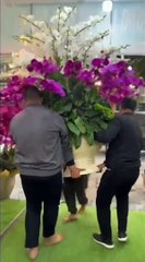 Clip: Người đàn ông làm rơi chậu lan tiền triệu, CĐM nhìn mà xót của thay
