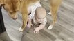 Dog Stands To Cover Baby While Owner Sweeps Floor