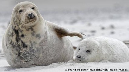 Süß, aber gefährlich: Kegelrobben auf Helgoland