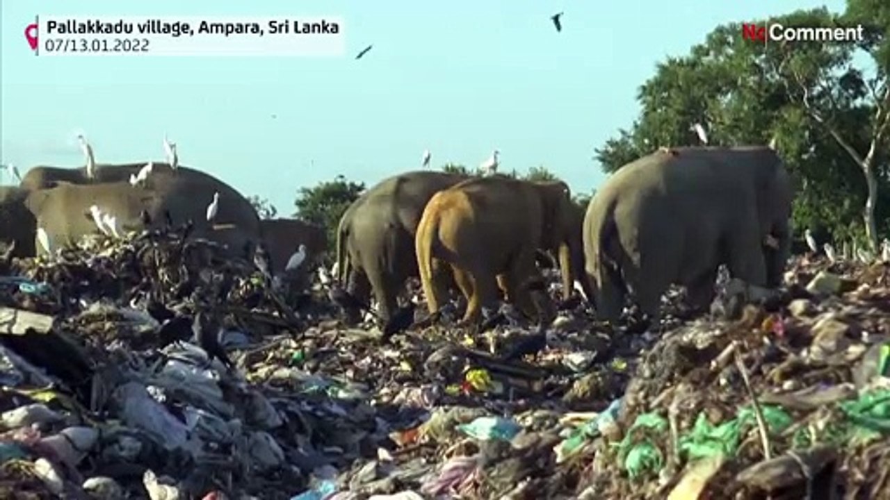 Tödliche Verzweiflungstat in Sri Lanka: Elefanten suchen auf Müllkippen nach Nahrung