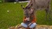 Hold your Horses: On the road with a donkey