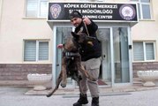 Operasyonların gizli kahramanı 'dedektör köpekler' böyle eğitiliyor