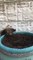 Ferret Falls Out of Plant Pot While Playing in Mud