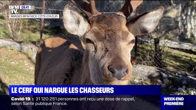 Alpes-Maritimes: un cerf sauvage a élu domicile près d'une cabane de chasse du village de Saint-Etienne-de-Tinée