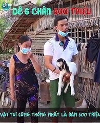 Con dê 6 chân được gia chủ  rao bán 500 triệu