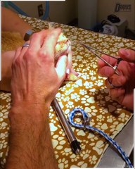 Vets Pull Towel Out Of Python’s Mouth