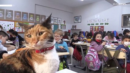 Okulun sahiplendiği kedi Karamel, öğrencileri derslerinde motive ediyor