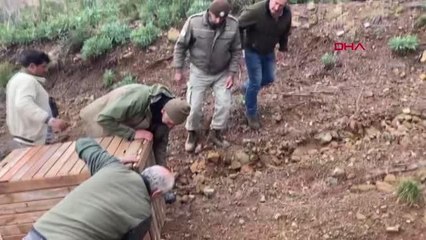 HATAY'DA TEDAVİSİ TAMAMLANAN DAĞ KEÇİSİ DOĞAL ORTAMINA BIRAKILDI