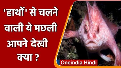 Pink Hand Fish: 20 साल बाद दिखी हाथों से चलने वाली मछली! | Australia | वनइंडिया हिंदी