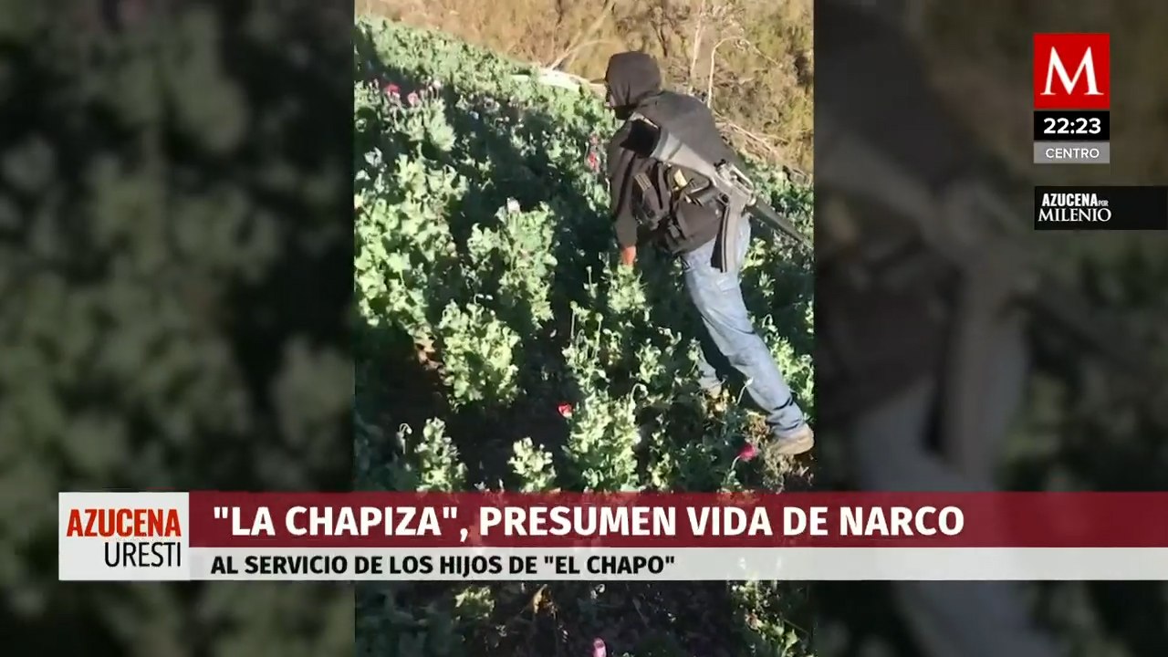 Desde campos de cultivos de amapola "La Chapiza" graba y sube contenido a Tik Tok