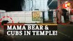Caught On Cam | Mama Bear & Cubs Spotted On Temple Premises