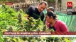 Campesinos de 10 comunidades indígenas cosechan marihuana en Oaxaca