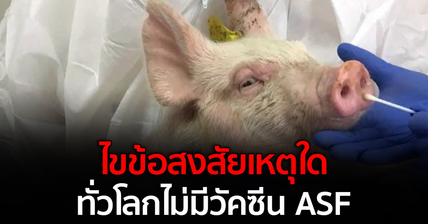 ไขข้อสงสัยเหตุใดทั่วโลกไม่มีวัคซีน ASF