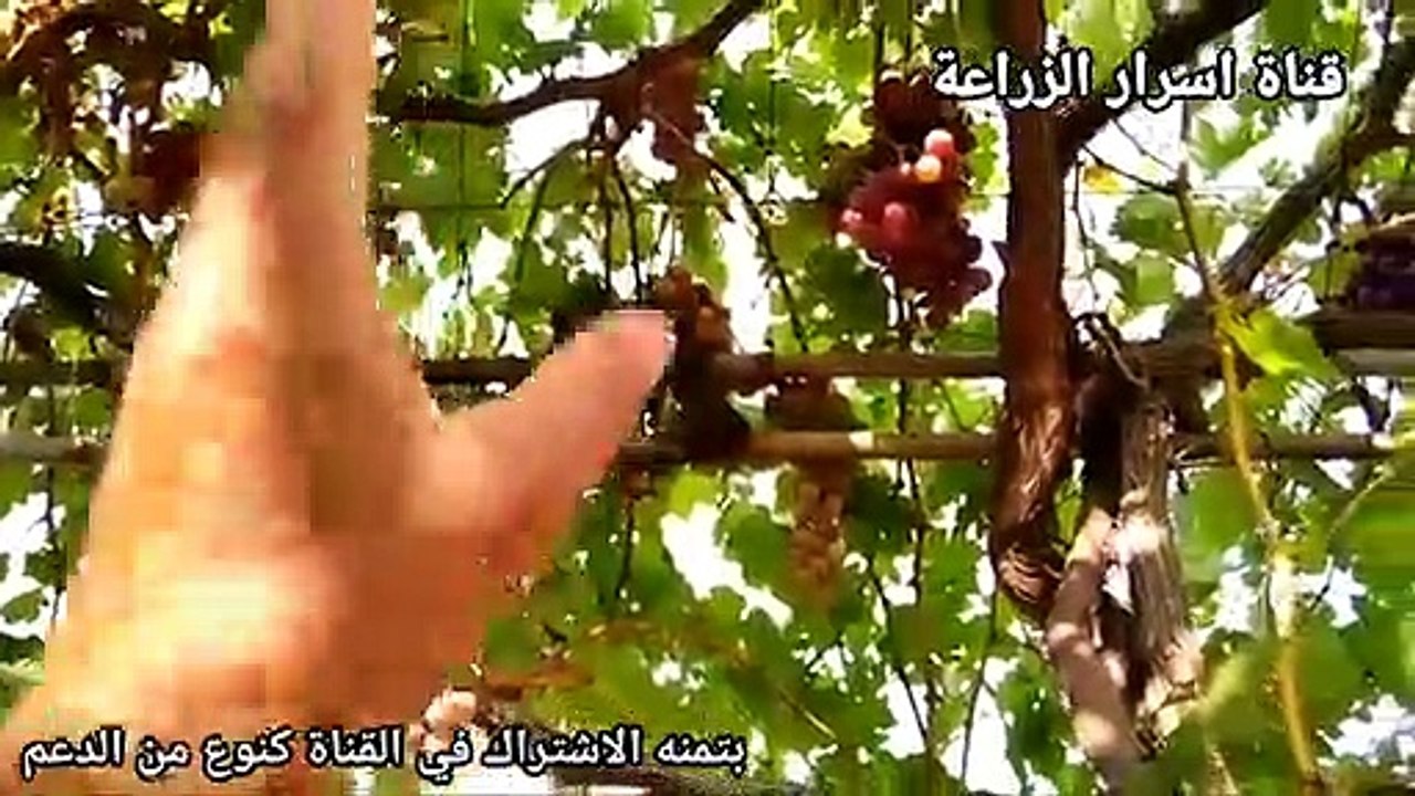 ازرع اجود عريشة عنب -- بسرعة كبيرة جدا وبدون تكلفةGrow the finest grape pergola -- very quickly and without cost