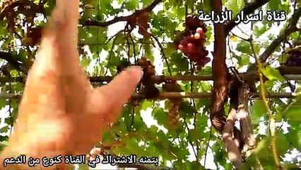 ازرع اجود عريشة عنب -- بسرعة كبيرة جدا وبدون تكلفةGrow the finest grape pergola -- very quickly and without cost