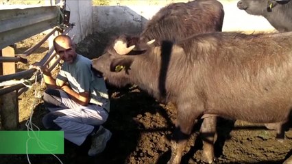 Nel Belice mozzarelle di bufala "made in Sicily"