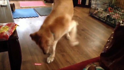 cute cat are playing with laser