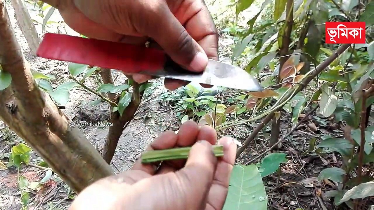 কুল গাছে কলম পদ্ধতি |_কাশ্মীরি আপেল কুল গাছে কলম পদ্ধতি | Grafting apple ber plants (100% Results) | Vumika agro  | Vumika TV। ভূমিকা টিভি