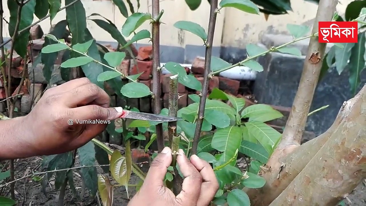 কুল গাছে কলম পদ্ধতি |_কাশ্মীরি আপেল কুল গাছে কলম পদ্ধতি | Grafting apple ber plants (100% Results) | Vumika agro  | Vumika TV। ভূমিকা টিভি