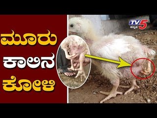 3 Legs Baby Chick | Hen | Dharwad | TV5 Kannada