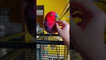 Parrot Sings iPhone Ringtone