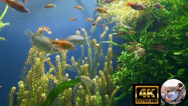 Stunning Aquarium Relax Music, Beautiful Aquarium Coral Reef Fish, Relaxing Ocean Fish