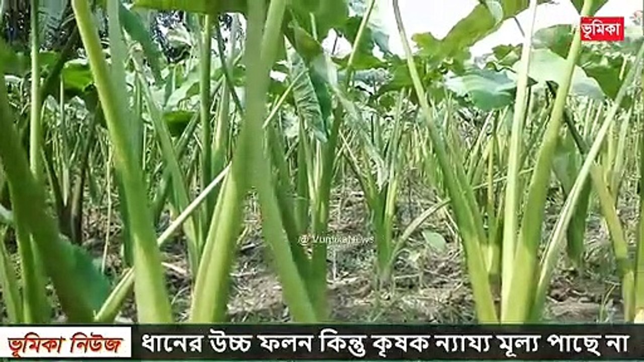 কচুর লতি চাষ করে মাসে ৮০০০০ টাকা আয় | Modern Agricultural Technology _ Vumika TV _