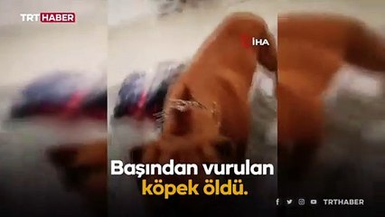 Otizmli gencin köpeğine kurşun yağdırdı