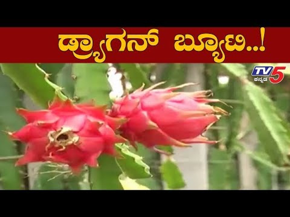ಇತರರಿಗೆ ಮಾದರಿಯಾದ ವಿಜಯಪುರ ಅನ್ನದಾತ | Vijayapura | TV5 Kannada