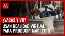 Usan lentes de realidad virtual en vacas para aumentar su producción de leche