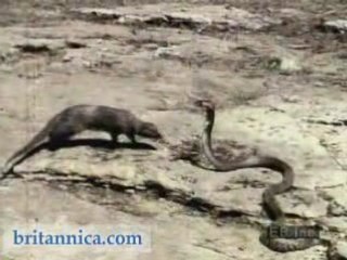 Mongoose Attacking a Cobra