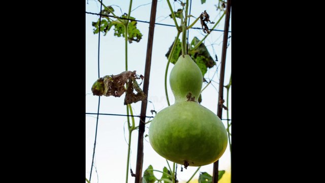 Gourdon Blues Dr. Robert Ownby Instrumental from a three string homemade gourd.