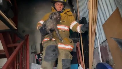 ext-rescate-perro-incendio-150122