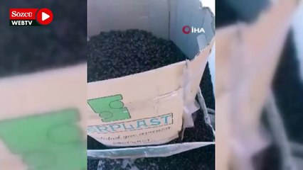 Arjantin’de gergedan böceği istilası