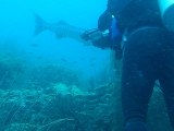 Barracuda [Los Roques]