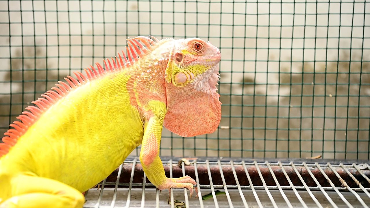 Exotic yellow and orange lizard iguana in zoo